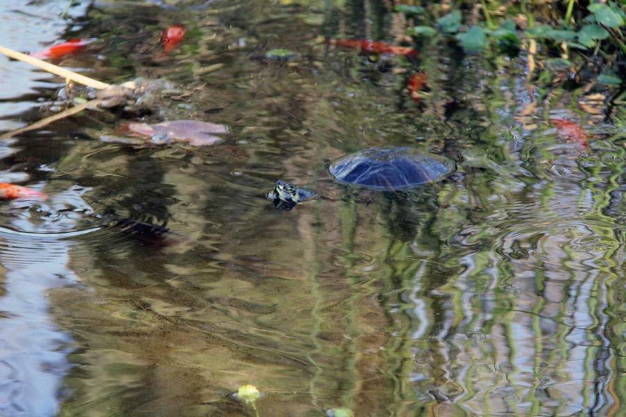 Il Casale Di Rosaria Hotel Zagarolo Bagian luar foto